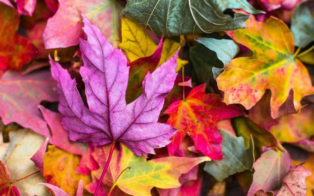 Four Ways to Deal with Autumn Anxiety